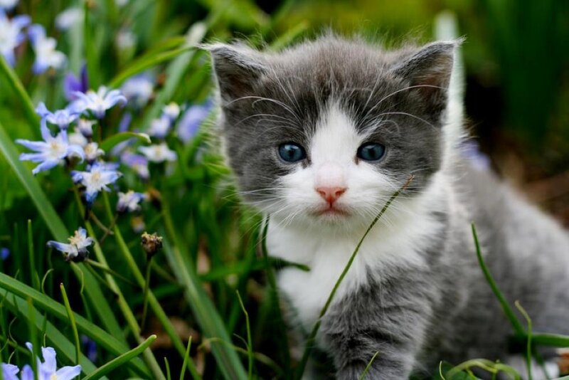 Gray and White Kitten — Calm