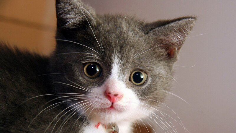 gray and white kitten close-up