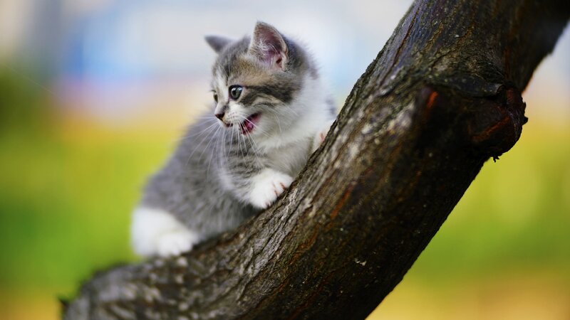 Gray and White Kitten — Curious, Afternoon, Photograph, Tree Branch