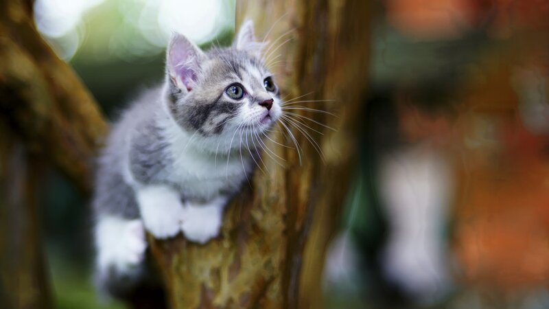 Gray and White Kitten — Curious, Afternoon, Photograph, Tree