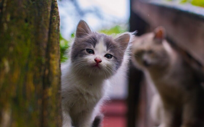 Gray and White Kitten — Curious, Afternoon, Photograph, Tree Trunk