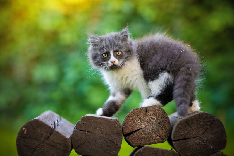 Gray and White Kitten — Curious, Afternoon, Photograph, Wooden Logs
