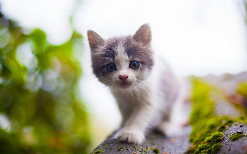 Gray and White Kitten — Curious, Morning