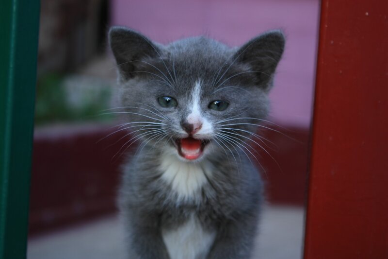 Gray and White Kitten — Curious, Photograph, Green Bar