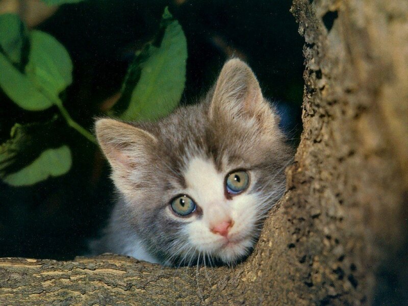 Gray and White Kitten — Curious