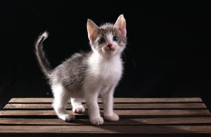 Gray and White Kitten — Dramatic