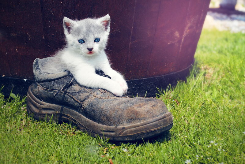 Gray and White Kitten — Green, Calm, Afternoon