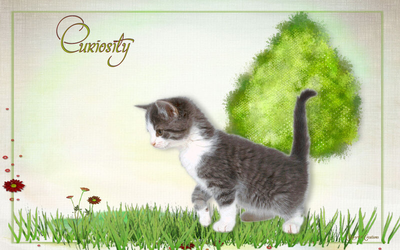 Gray and White Kitten — Green, Calm