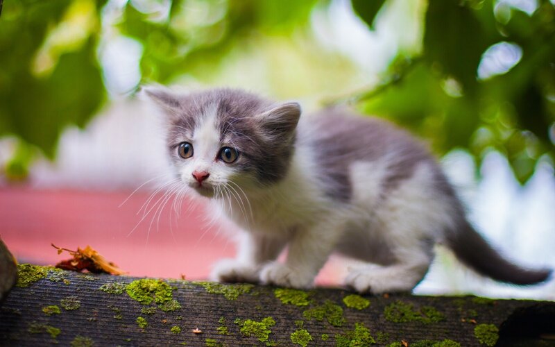 Gray and White Kitten — Green, Curious, Afternoon, Photograph