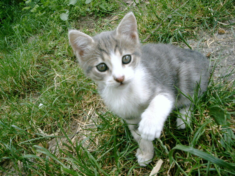 Gray and White Kitten — Green, Curious, Afternoon