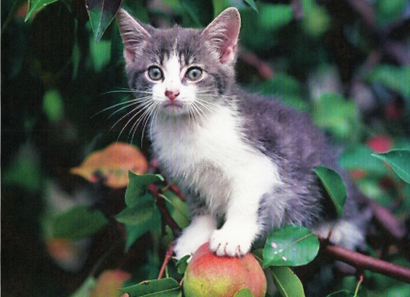 Gray and White Kitten — Green, Curious