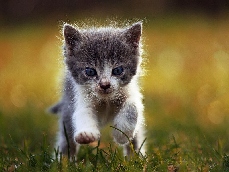 Gray and White Kitten — Green, Playful, Afternoon