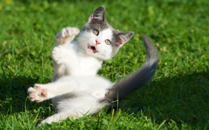 Gray-and-white Kitten — Green, Playful