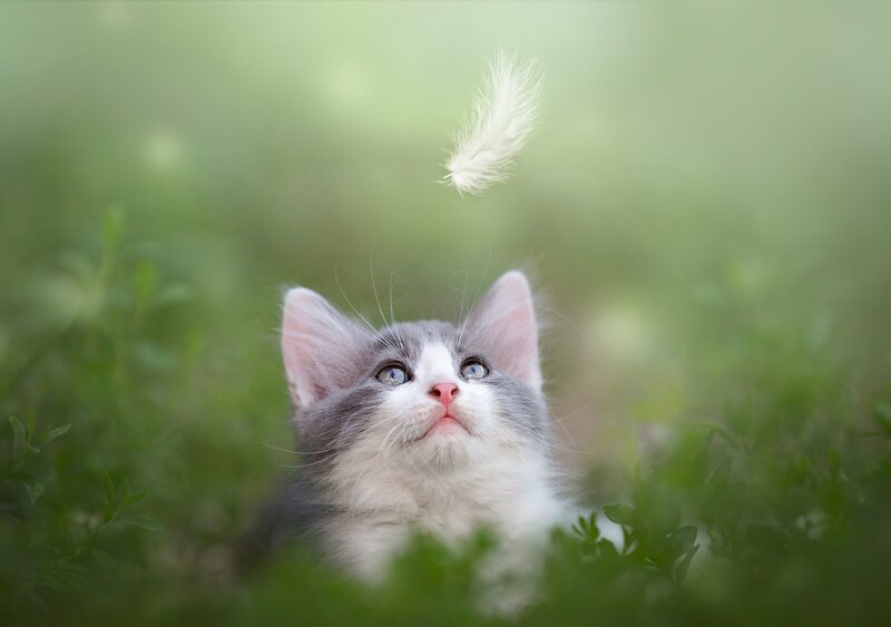 Gray and White Kitten — Green, Serene