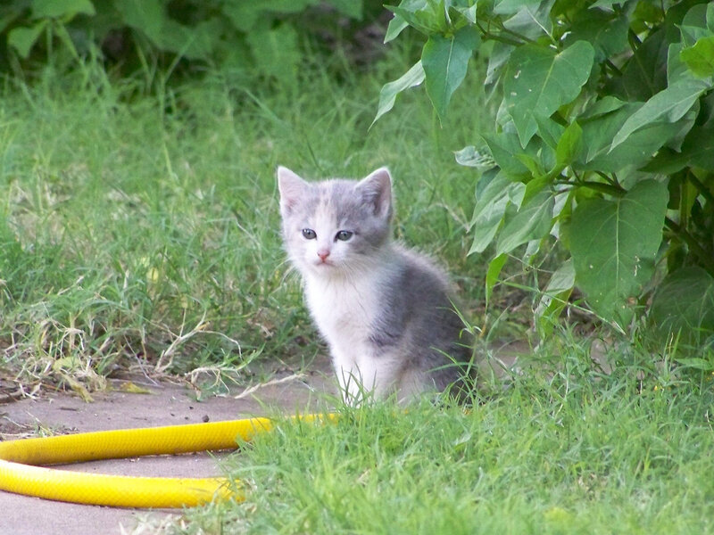 Gray and White Kitten — Green