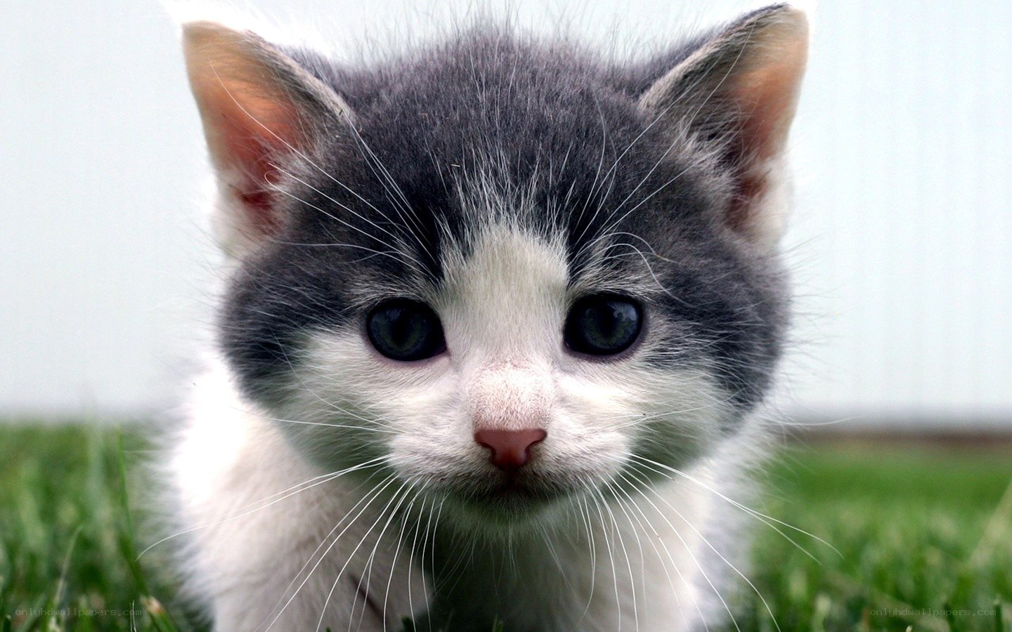 gray and white kitten in grass