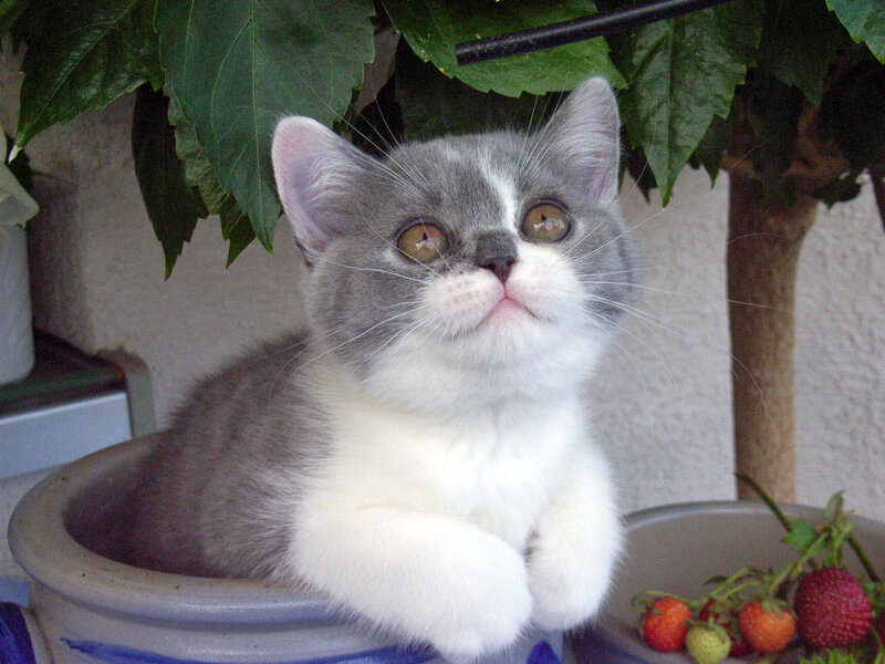 gray and white kitten in pot