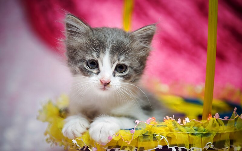 Gray and White Kitten — Innocent, Photograph, Basket, Flowers