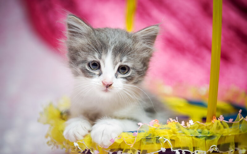 Gray and White Kitten — Innocent, Photograph, Basket