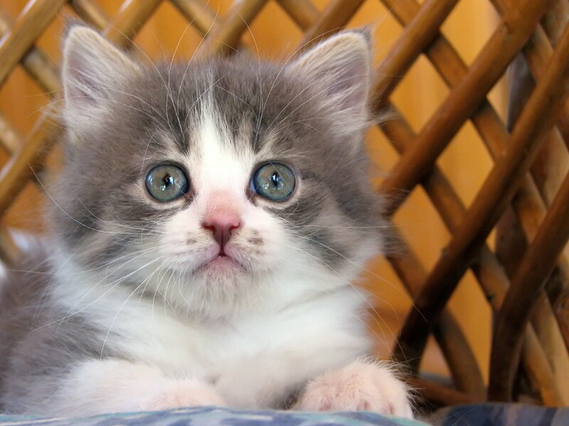 Gray and White Kitten — Innocent, Photograph