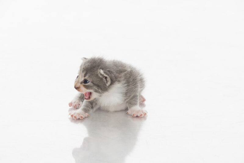 Gray and White Kitten — Neutral