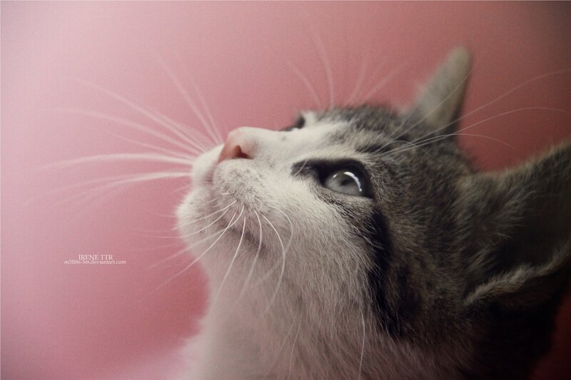 Gray and White Kitten — Pink, Calm