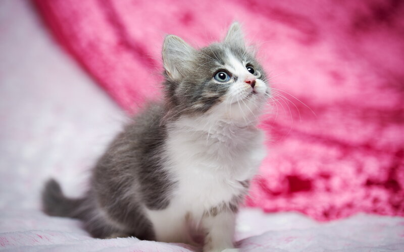 Gray and White Kitten — Pink