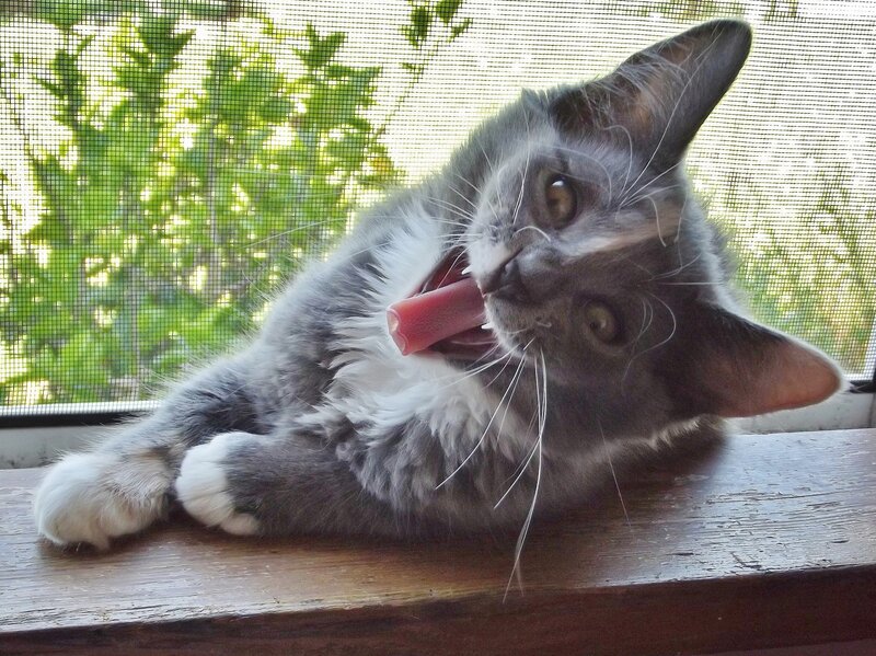 Gray and White Kitten — Playful, Afternoon