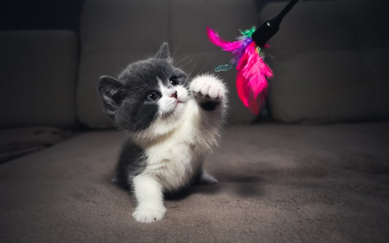 Gray and White Kitten — Playful, Night, Photograph
