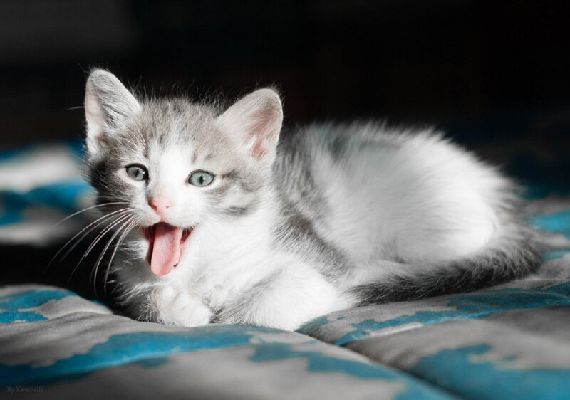Gray and White Kitten — Playful, Photograph, Blanket