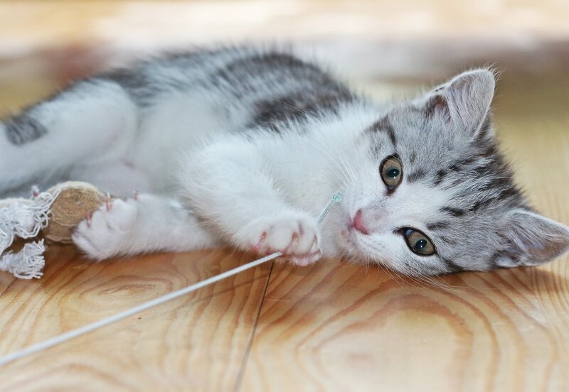 Gray and White Kitten — Playful, Photograph, Cat Toy