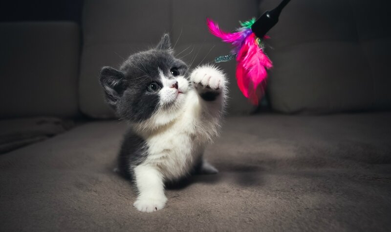 Gray and White Kitten — Playful, Photograph, Feather Toy, Couch