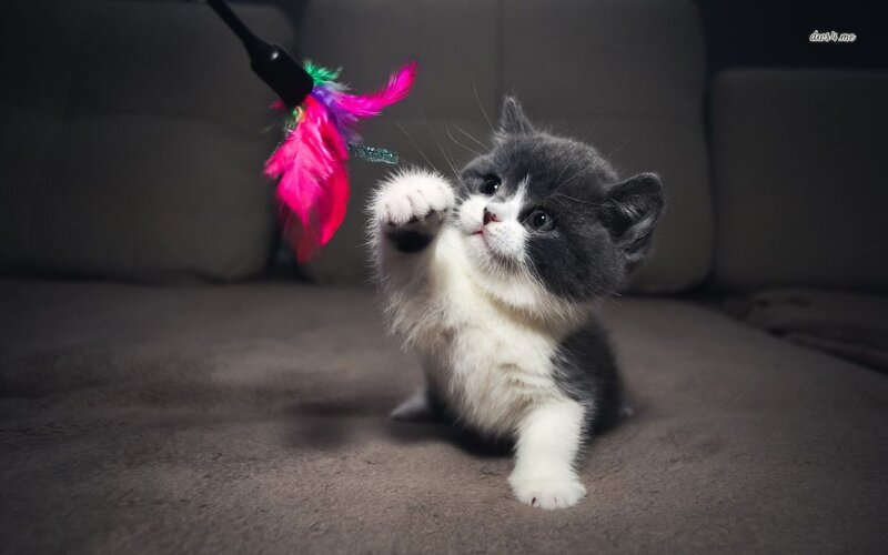 Gray and White Kitten — Playful, Photograph, Feather Toy