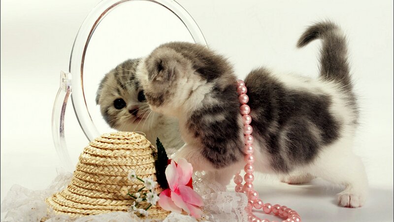 Gray and White Kitten — Playful, Photograph