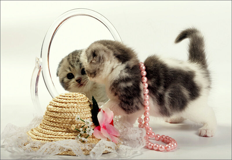 Gray and White Kitten — Playful