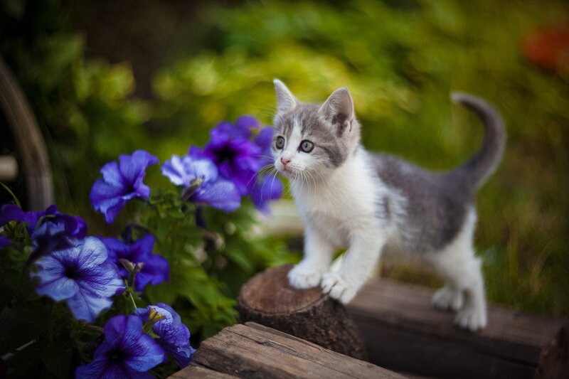 Gray and White Kitten — Purple