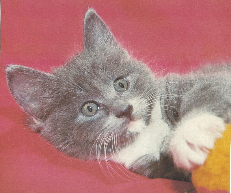 Gray and White Kitten — Red