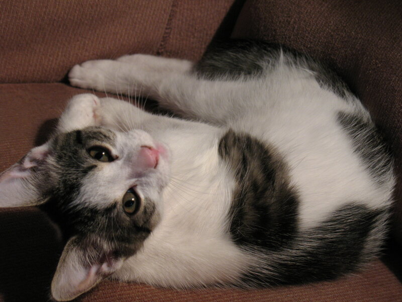 Gray and White Kitten — Relaxed