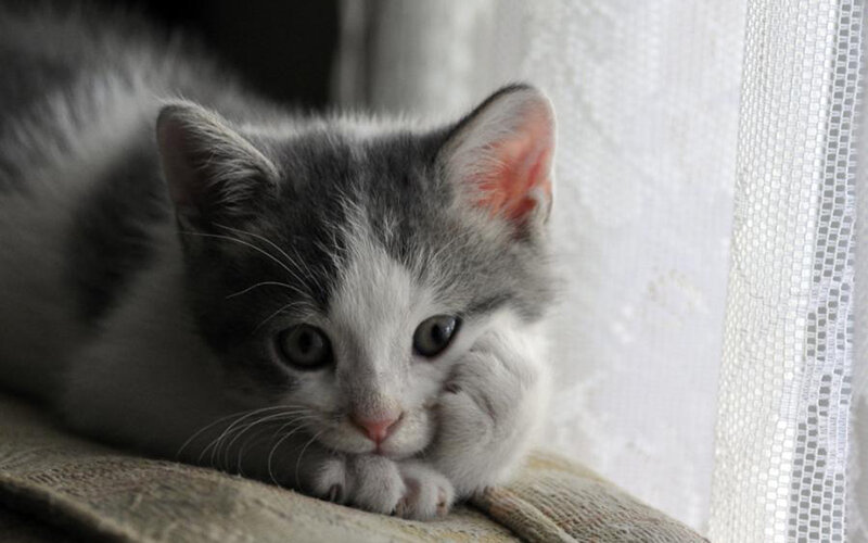 gray and white kitten resting