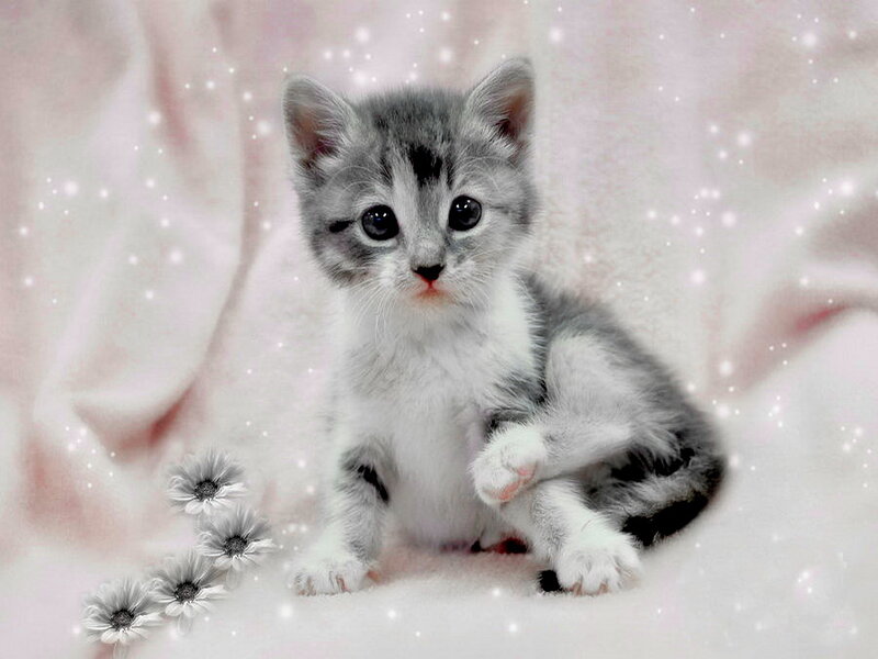 Gray and White Kitten — Serene