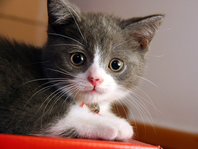 gray and white kitten with bell