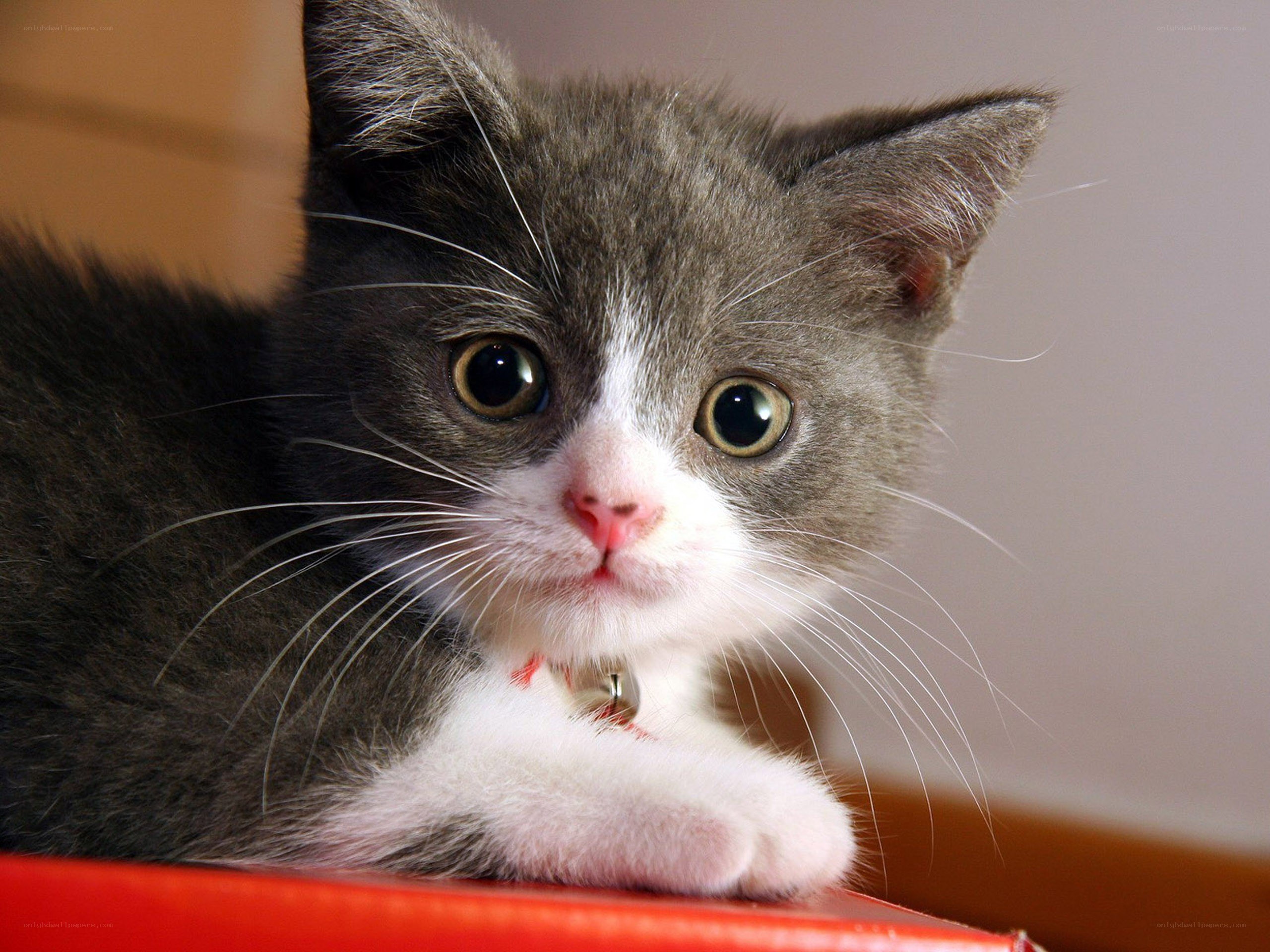 gray and white kitten with bell