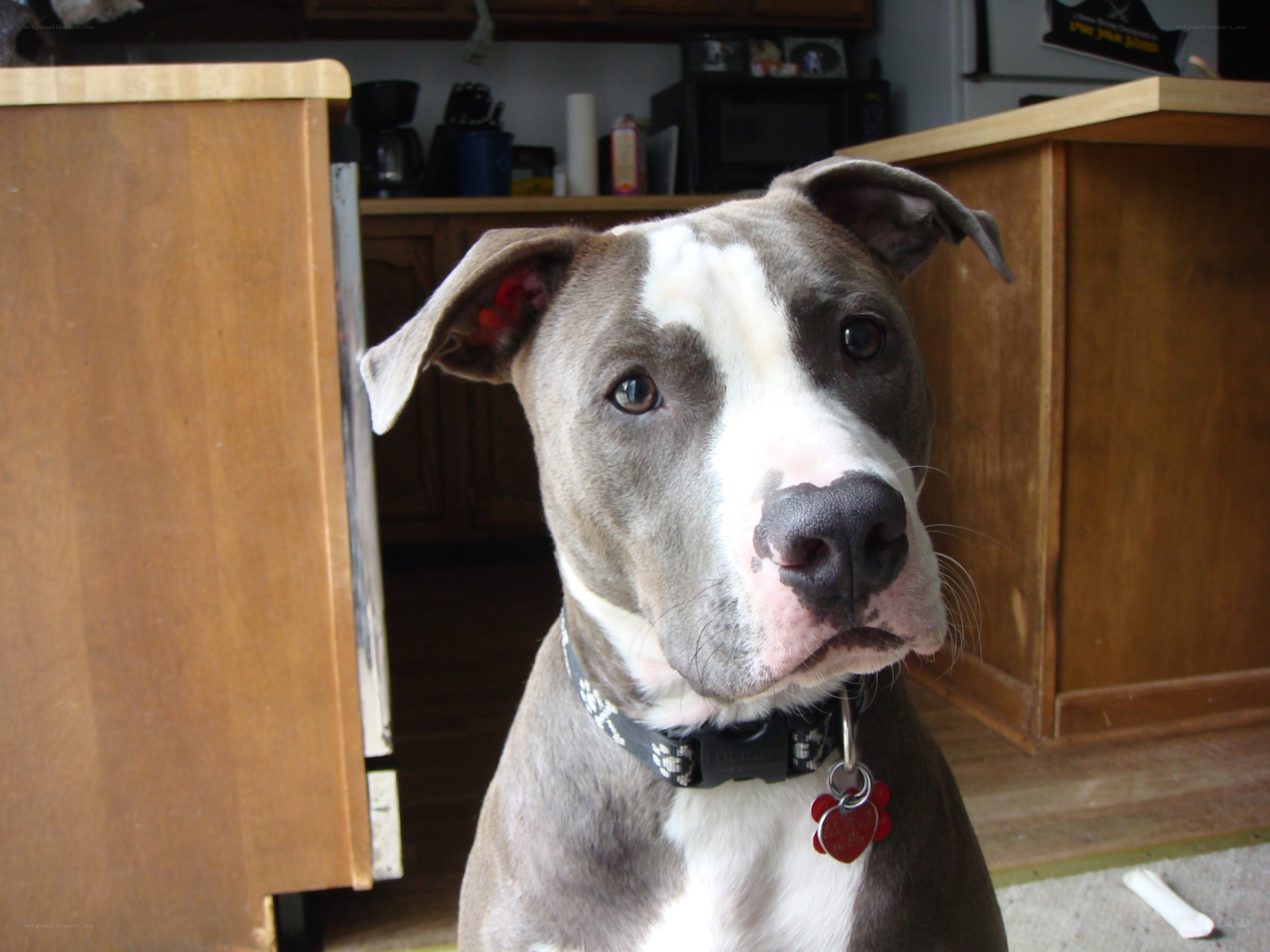 gray and white pit bull dog