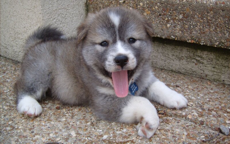 Gray and White Puppy — Calm, Photograph