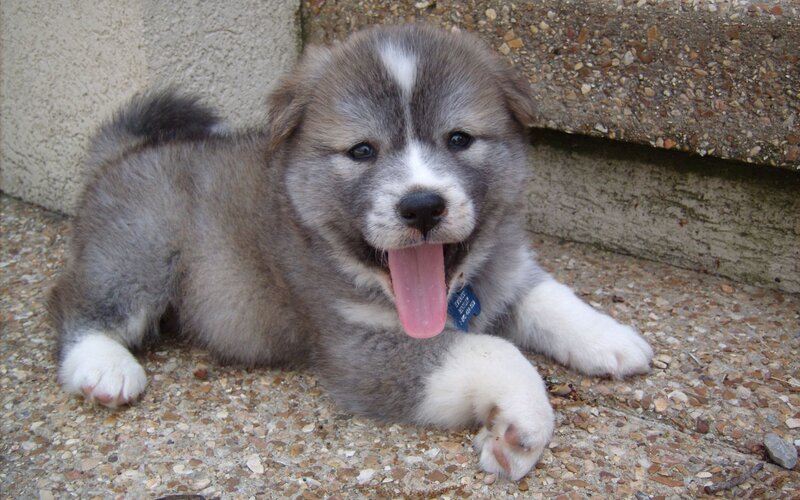 Gray and White Puppy — Calm