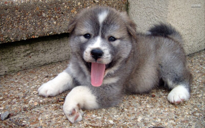 Gray and White Puppy — Playful