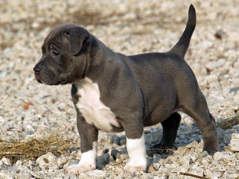 gray and white puppy standing