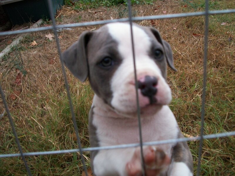 Gray and White Puppy
