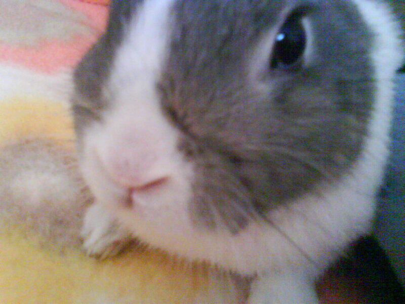 Gray and White Rabbit — Calm, Photograph