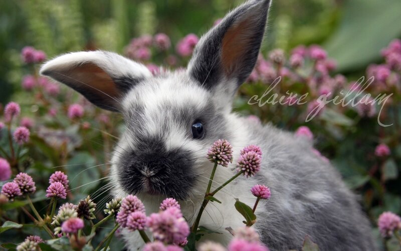 Gray and White Rabbit — Calm, Spring
